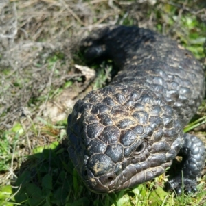 Tiliqua rugosa at Majura, ACT - 4 Sep 2016