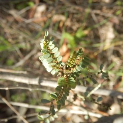 Indigofera adesmiifolia (Tick Indigo) at Red Hill Nature Reserve - 4 Sep 2016 by MichaelMulvaney
