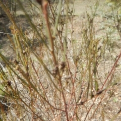 Indigofera adesmiifolia at Deakin, ACT - 4 Sep 2016