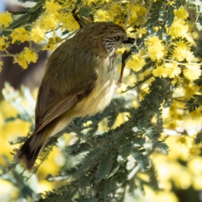 Acanthiza lineata (Striated Thornbill) at Gungahlin, ACT - 3 Sep 2016 by CedricBear