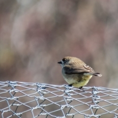 Aphelocephala leucopsis (Southern Whiteface) at Mulligans Flat - 4 Sep 2016 by CedricBear