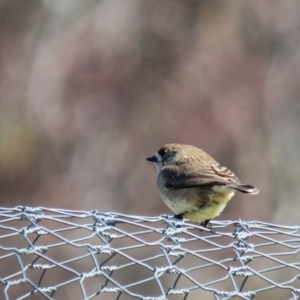 Aphelocephala leucopsis at Gungahlin, ACT - 4 Sep 2016