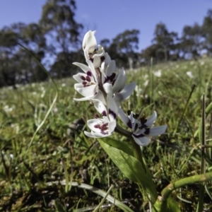 Wurmbea dioica subsp. dioica at Sutton, NSW - 4 Sep 2016 09:35 AM