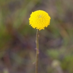 Craspedia sp. (Billy Buttons) at Murrumbateman, NSW - 4 Sep 2016 by SallyandPeter