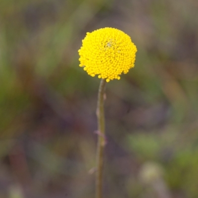 Craspedia sp. (Billy Buttons) at Murrumbateman, NSW - 4 Sep 2016 by SallyandPeter