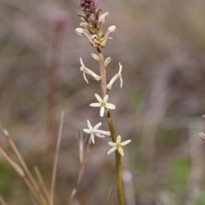 Stackhousia monogyna at Murrumbateman, NSW - 4 Sep 2016