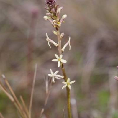 Stackhousia monogyna (Creamy Candles) at Murrumbateman, NSW - 4 Sep 2016 by SallyandPeter