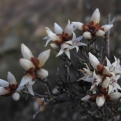 Cryptandra speciosa subsp. speciosa (Silky Cryptandra) at Belconnen, ACT - 30 Aug 2016 by pinnaCLE