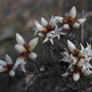 Cryptandra speciosa subsp. speciosa at Belconnen, ACT - 30 Aug 2016 12:00 AM