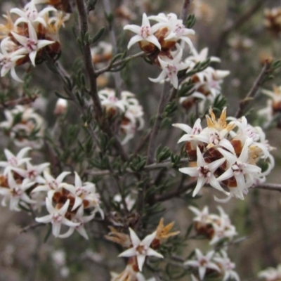 Cryptandra speciosa subsp. speciosa (Silky Cryptandra) at Woodstock Nature Reserve - 29 Aug 2016 by pinnaCLE