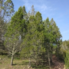 Callitris endlicheri (Black Cypress Pine) at Belconnen, ACT - 29 Aug 2016 by pinnaCLE