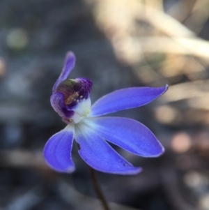 Cyanicula caerulea at Canberra Central, ACT - 4 Sep 2016