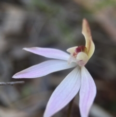 Caladenia fuscata (Dusky Fingers) at Canberra Central, ACT - 4 Sep 2016 by JasonC