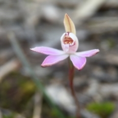 Caladenia fuscata at Canberra Central, ACT - 4 Sep 2016