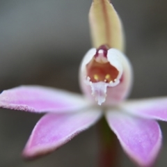 Caladenia fuscata at Canberra Central, ACT - 4 Sep 2016