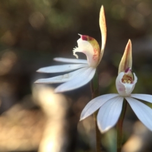 Caladenia fuscata at Canberra Central, ACT - suppressed