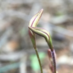 Caladenia fuscata at Canberra Central, ACT - 4 Sep 2016