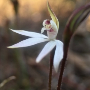 Caladenia fuscata at Canberra Central, ACT - suppressed