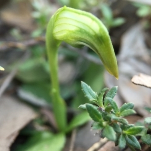 Pterostylis nutans at Canberra Central, ACT - suppressed