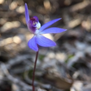 Cyanicula caerulea at Canberra Central, ACT - suppressed