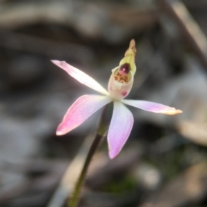 Caladenia fuscata at Canberra Central, ACT - 4 Sep 2016