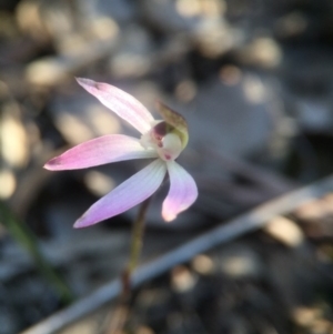 Caladenia fuscata at Canberra Central, ACT - 4 Sep 2016