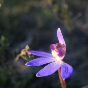 Cyanicula caerulea at Canberra Central, ACT - suppressed