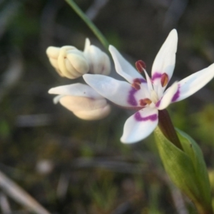 Wurmbea dioica subsp. dioica at Canberra Central, ACT - 4 Sep 2016