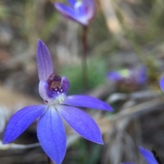 Cyanicula caerulea (Blue Fingers, Blue Fairies) at Canberra Central, ACT - 4 Sep 2016 by JasonC