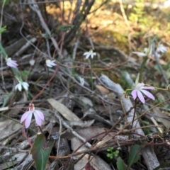 Caladenia fuscata (Dusky Fingers) at Canberra Central, ACT - 4 Sep 2016 by JasonC