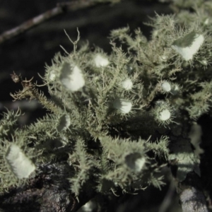 Usnea sp. (genus) at Belconnen, ACT - 30 Aug 2016