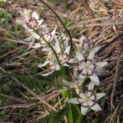 Wurmbea dioica subsp. dioica (Early Nancy) at Woodstock Nature Reserve - 29 Aug 2016 by pinnaCLE