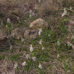 Wurmbea dioica subsp. dioica (Early Nancy) at Belconnen, ACT - 30 Aug 2016 by pinnaCLE