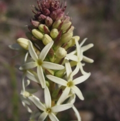 Stackhousia monogyna (Creamy Candles) at Belconnen, ACT - 30 Aug 2016 by pinnaCLE