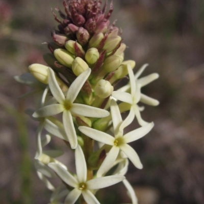 Stackhousia monogyna (Creamy Candles) at Woodstock Nature Reserve - 29 Aug 2016 by pinnaCLE