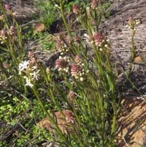 Stackhousia monogyna at Belconnen, ACT - 30 Aug 2016