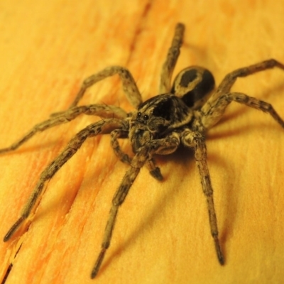 Venatrix sp. (genus) (Unidentified Venatrix wolf spider) at Pollinator-friendly garden Conder - 30 Apr 2016 by michaelb