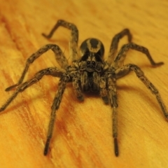 Venatrix sp. (genus) at Conder, ACT - 1 May 2016