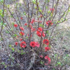 Chaenomeles speciosa (Flowering Quince) at Jerrabomberra, ACT - 4 Sep 2016 by Mike