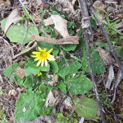 Cymbonotus sp. (preissianus or lawsonianus) (Bears Ears) at Isaacs Ridge and Nearby - 22 Aug 2016 by Mike