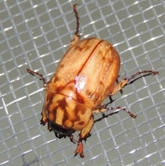 Cyclocephala signaticollis (Argentinian scarab) at Conder, ACT - 8 Dec 2015 by michaelb