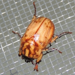 Cyclocephala signaticollis at Conder, ACT - 8 Dec 2015