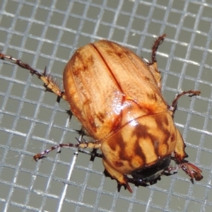 Cyclocephala signaticollis at Conder, ACT - 8 Dec 2015