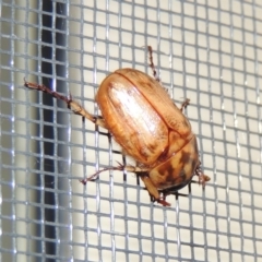 Cyclocephala signaticollis at Conder, ACT - 8 Dec 2015