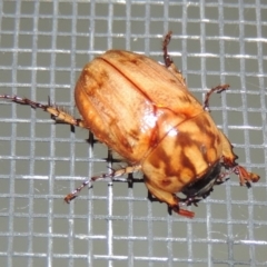 Cyclocephala signaticollis at Conder, ACT - 8 Dec 2015