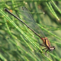 Nososticta solida (Orange Threadtail) at Greenway, ACT - 19 Dec 2015 by MichaelBedingfield
