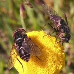 Dasybasis sp. (genus) (A march fly) at Hall Cemetery - 8 Oct 2014 by EmmaCook