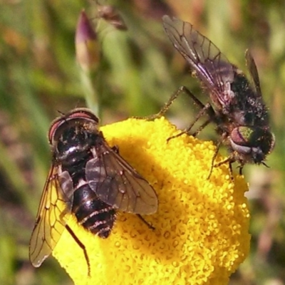 Dasybasis sp. (genus) (A march fly) at Hall Cemetery - 8 Oct 2014 by EmmaCook