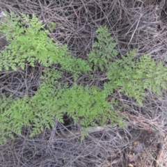 Cheilanthes austrotenuifolia (Rock Fern) at Majura, ACT - 5 Sep 2016 by SilkeSma