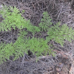 Cheilanthes austrotenuifolia at Majura, ACT - 5 Sep 2016